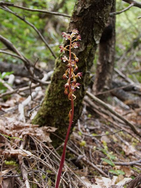 Corallorhiza Maculata Spotted Coralroot Orchid Native Or Flickr