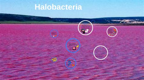 Halobacteria by Bridger Carlton on Prezi