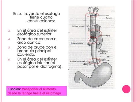 Sangrado De Tubo Digestivo Alto Ppt