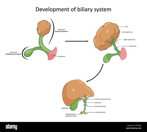 Development Of The Biliary System From Primary Buds To Full Anatomical