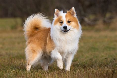 Icelandic Sheepdog Breed Info Pictures Personality Facts Hepper