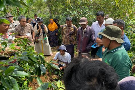 Petani Kopi Jabal Antara Ikuti Sekolah Lapangan Halaman 7