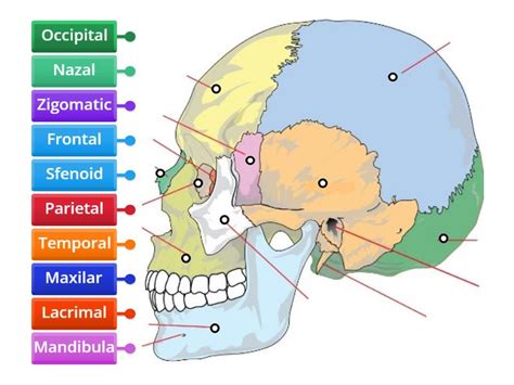 Scheletul Capului Labelled Diagram