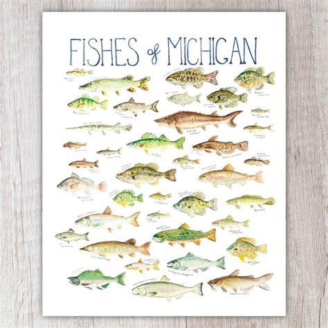 Great Lakes Fish Poster Identification Chart And Fishermen Guide