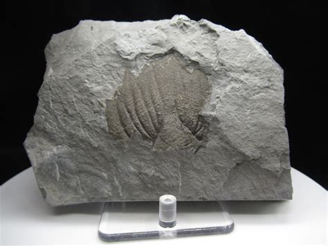 Rare Trilobite Fossil Arctinurus Boltoni