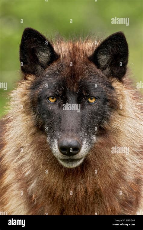 Close Up Of Adult Male Gray Wolf Canis Lupus Lycaon Minnesota Stock