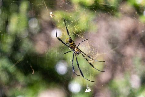 Close Up Of A Trichonephila Clavata Nephila Clavata Spider On A Web