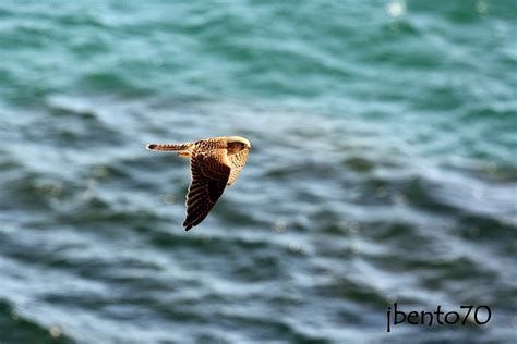 Birding Cascais Nidificação do Peneireiro Commom Kestrel Falco