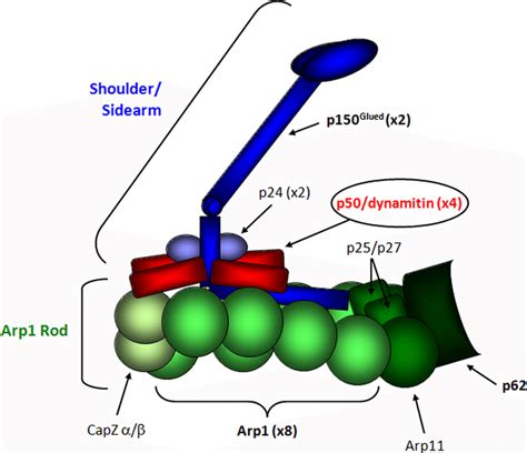 Schematic Representation Of The Overall Structure Of The Dynactin