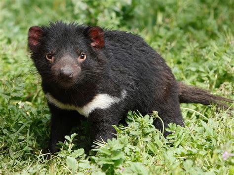 Tasmanian Devil Habitat Map