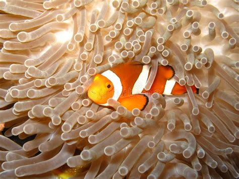 Finding Nemo the Clownfish stock image. Image of coral - 21824153