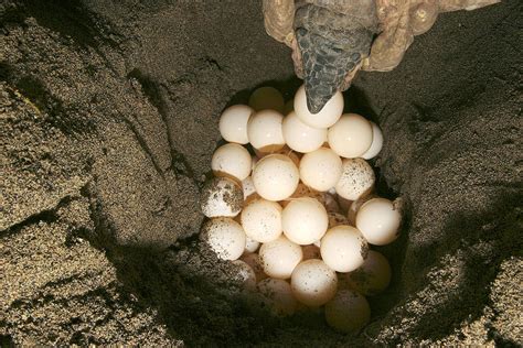 Green Turtle Laying Eggs Photograph by M. Watson - Pixels