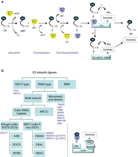 A Multistep Process Of Ubiquitinylation The Glycine Residue At The