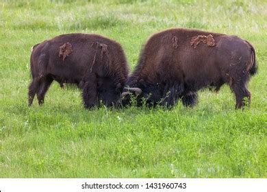 Two Large Bison Bulls Locking Horns Stock Photo (Edit Now) 1431960737