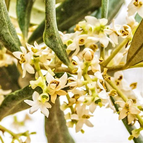 Bachblüte Nr 23 Olive ist Regenerationsblüte Sie unterstützt