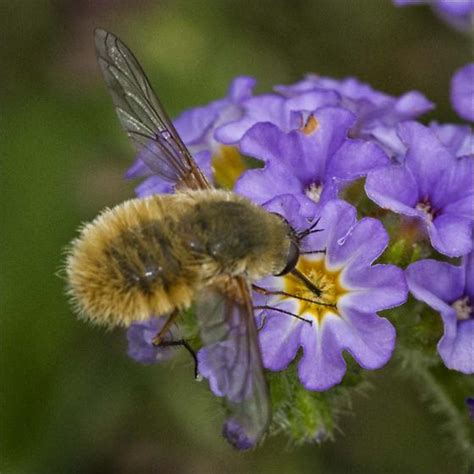 Bombyliidae Bee Fly Anastoechus Sp Id Please Systoechus Solitus