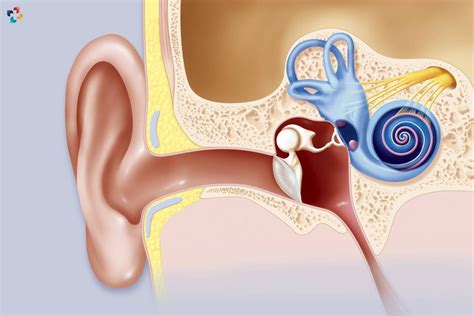 Acoustic Neuroma: Symptoms, Diagnosis, And Treatment Pathways | The Lifesciences Magazine