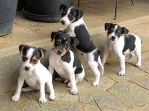 Fox Paulistinha são os cachorros terrier brasileiros OsPaparazzi