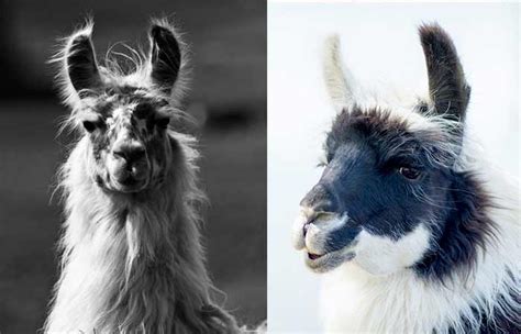 Funny & Cute Llama Names (Girl & Boy) - Petnamee