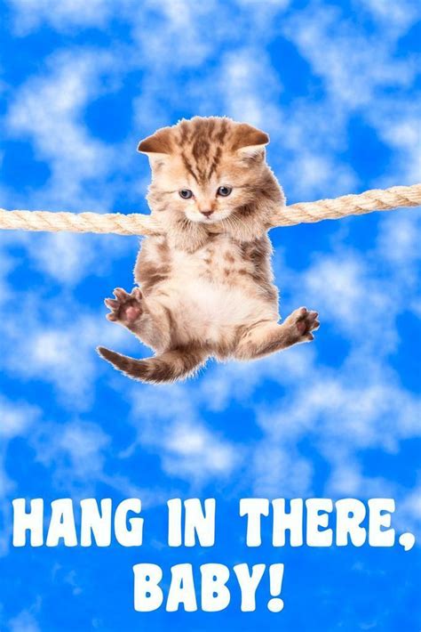 Hang In There Kitty Wallpaper