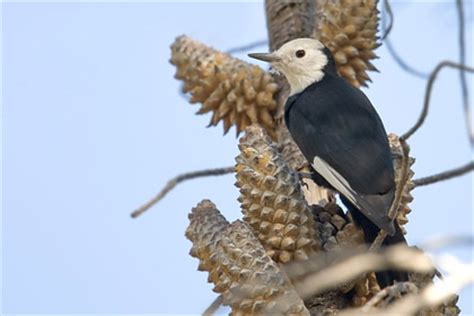 White-headed Woodpecker Pictures and Photos - Photography - Bird | Wildlife | Nature ...