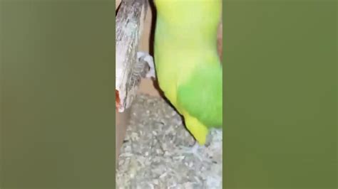 Indian Ringneck Breeding Shortsvideo Youtube