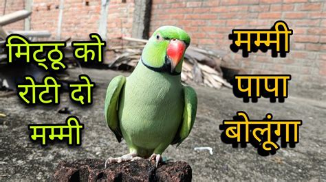 Parrot Talking Mummy Mithu Ko Roti Do🥰mummy Papa Bolane Wala Tota😍