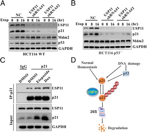 Deubiquitylation And Stabilization Of P By Usp Is Critical For Cell