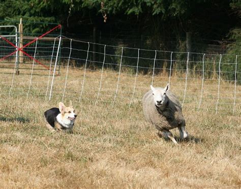 2012 Pembroke Welsh Corgi Herding Trials - The Daily Corgi