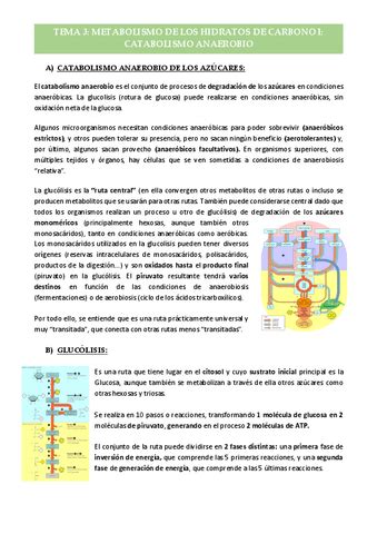 Tema 3 Metabolismo De Los Hidratos De Carbono I Pdf