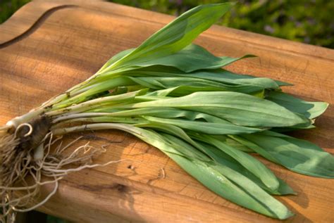 Garden Ramps Harvest Homegrown Produce Wild Leeks Spring Onion