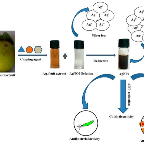 Schematic Representation Of The Green Synthesis Of Silver Nanoparticles