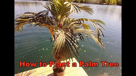 How To Plant A Palm Tree Youtube