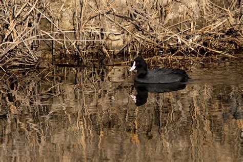 Oiseaux St Nazaire Joan Hernandez Mir Flickr