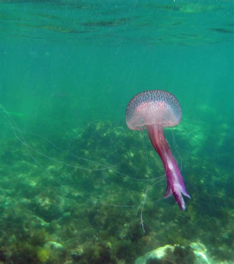 Photos Côte d Azur un site pour aider les vacanciers à éviter les