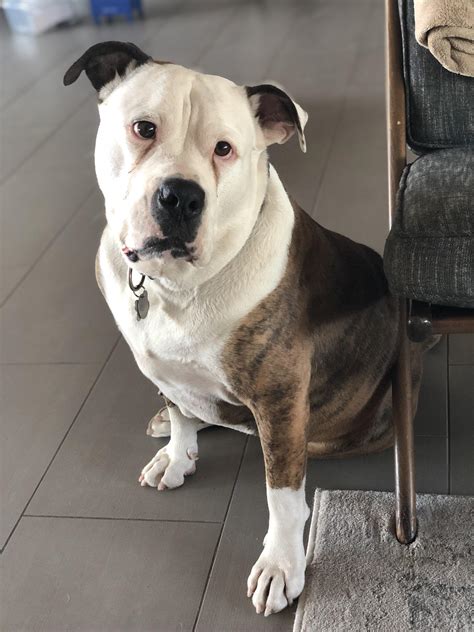 Cross Eyed Pitbull