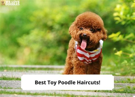 10 Best Toy Poodle Haircuts – With Pictures!