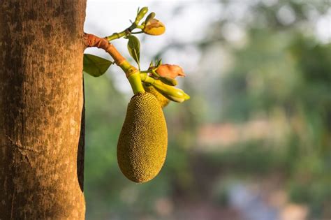 Ci Rrese Encima Del Jackfruit Verde Peque O Joven En Rama De Rbol Y