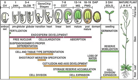 Seed Embryo Definition