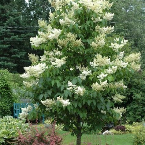 Japanese Tree Lilac Seeds Syringa Reticulata 20seeds - Etsy