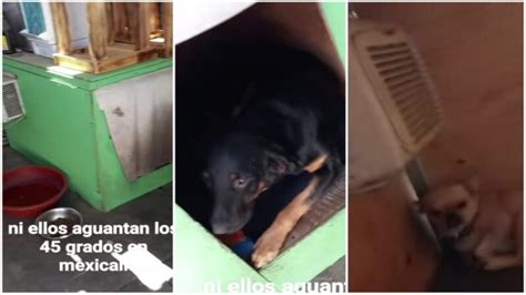 Perros De Mexicali Tienen Aire Acondicionado Para Soportar El Calor