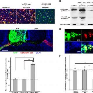 Bdnf Promotes Schwann Cell Survival Through Axonal Receptors And