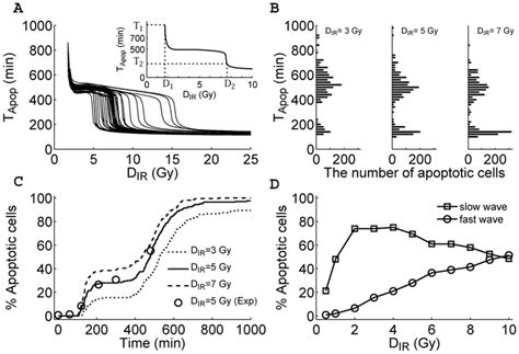 Biphasic Response Patterns In Apoptosis Induction The Time Point Of