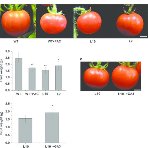 PDF Identification And Characterization Of Tomato Gibberellin 2