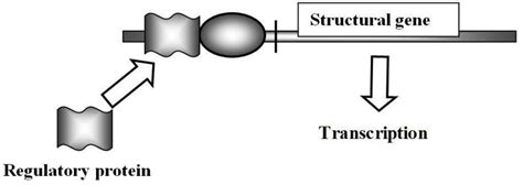 In the Diagram Below, What Type of Control, Positive or Negative | Biology+