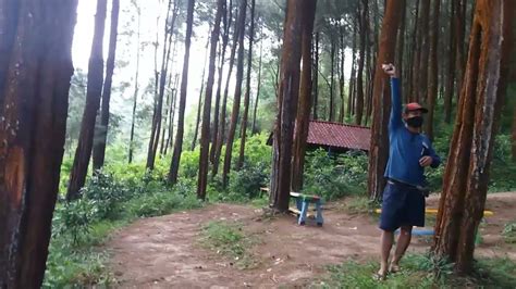 Hutan Pinus Amora Di Wuryantoro Wonogiri YouTube