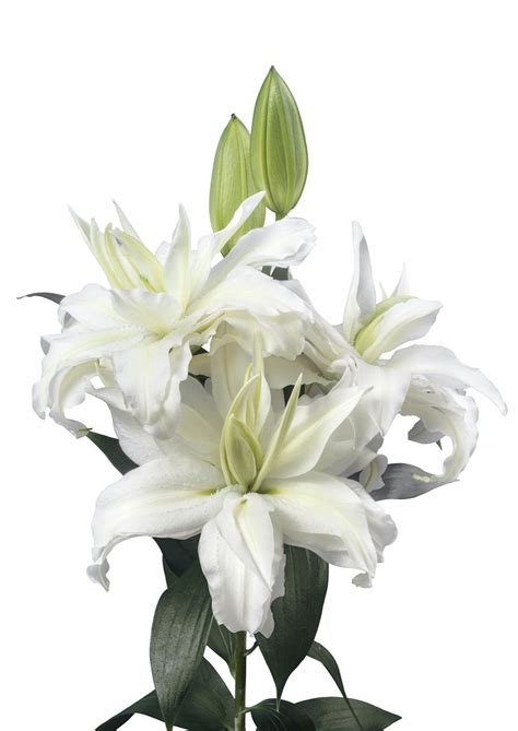 Roselily Petronella | Zabo Plant