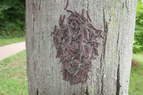 Walnut Caterpillar | K-State Turf and Landscape Blog