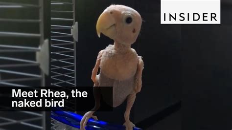 Meet Rhea The Naked Bird Youtube