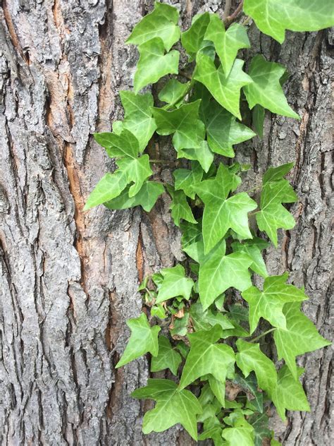 Green English Ivy Live Plants in 4 Inch Pots Hedera Helix Beautiful